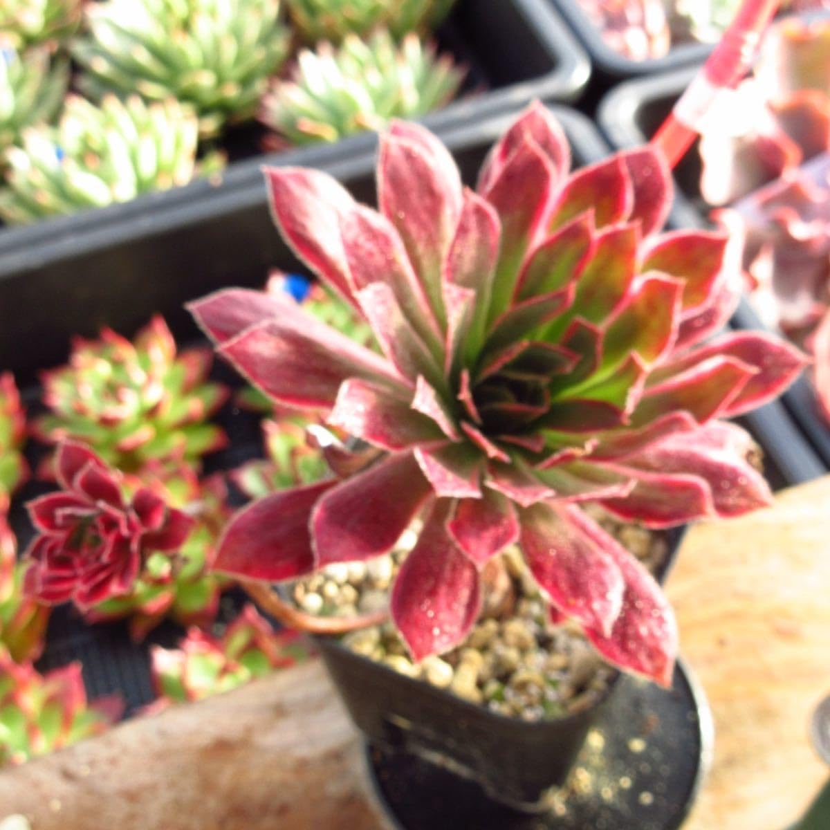 47#多肉植物アエオニウム錦❤️ 朱雀❤️1大頭8cm拨き苗 Amazon.co.jp: ！！多肉植物 孔雀白錦 大苗 極太幹 レア苗